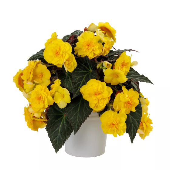 iCandy™ XL Deep Yellow