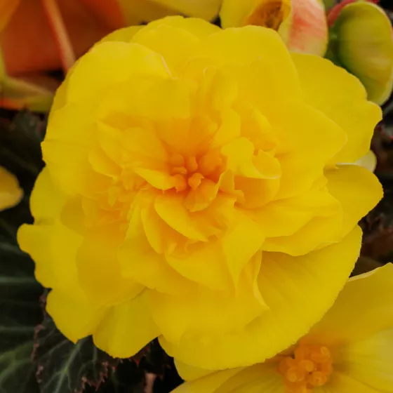 iCandy™ XL Deep Yellow