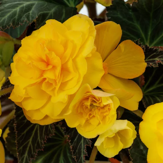 iCandy™ XL Deep Yellow