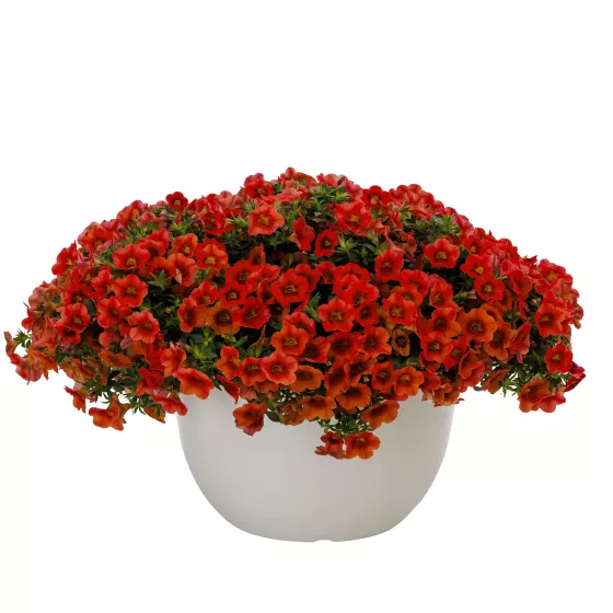 Callie® Orange Sunrise