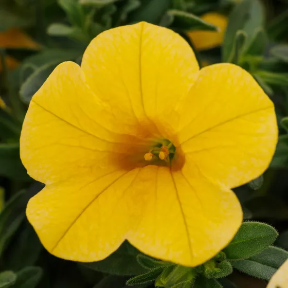 Callie® Yellow Imp.