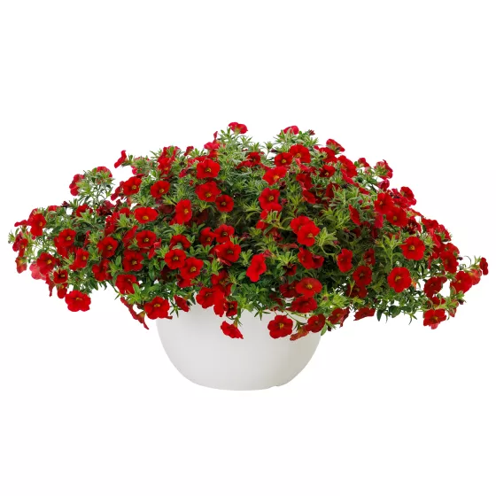 Callie® Red