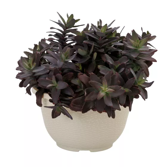 Hot Rocks™ Dark Leaf Red