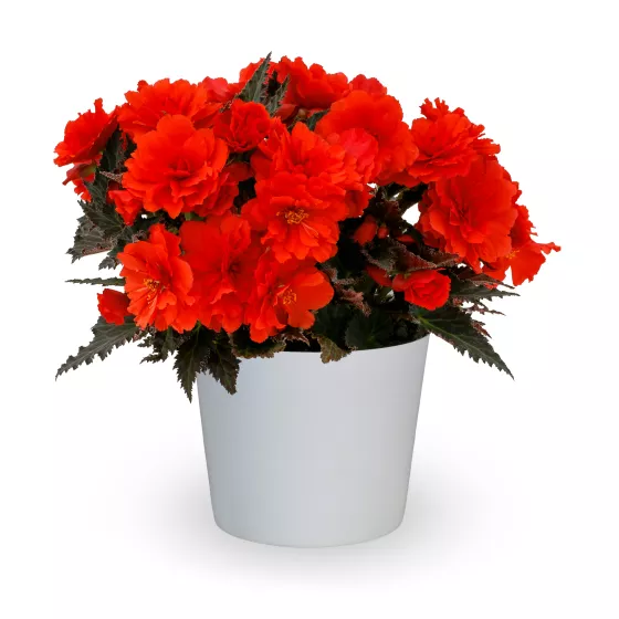 iCandy™ Red
