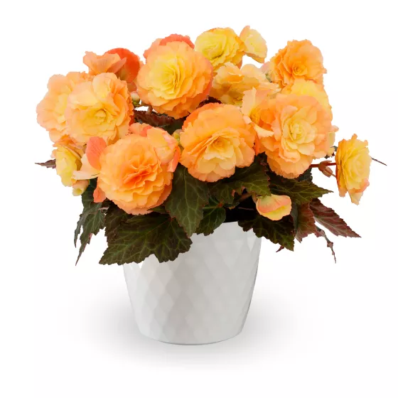 iCandy™ Peach