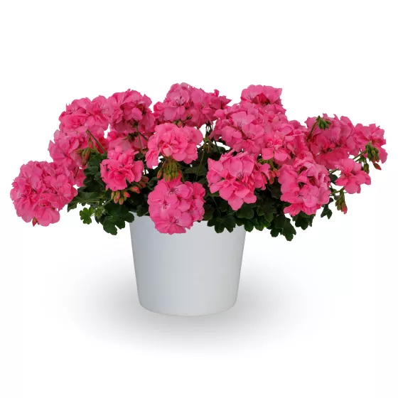Calliope® Cascade Pink