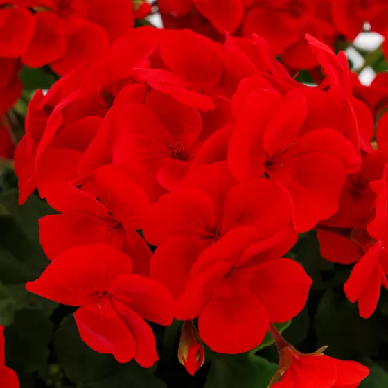 Pretty Little™ Red Splash