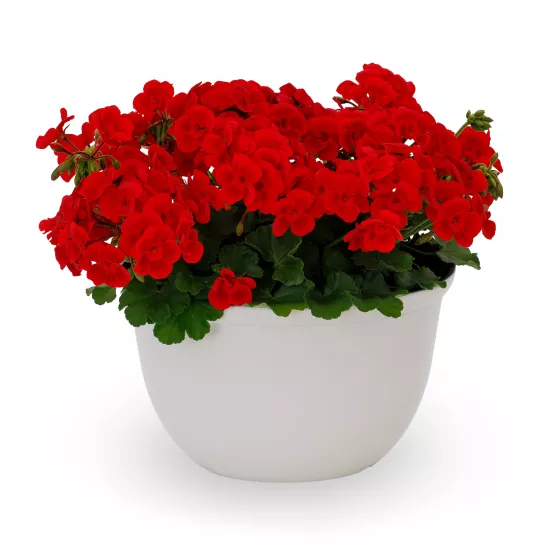Pretty Little™ Red Splash