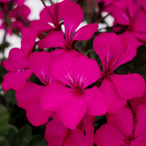 Caldera™ Violet