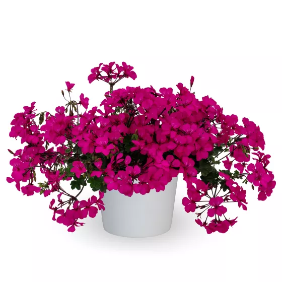 Caldera™ Violet