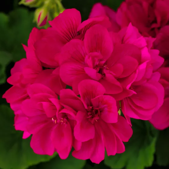 Calliope® Medium Violet Imp.