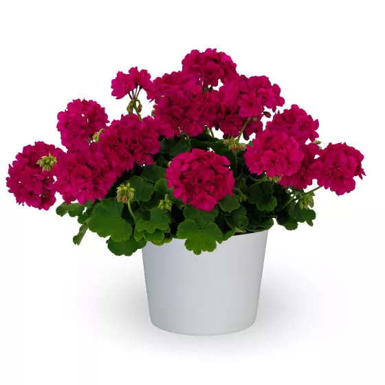 Calliope® Medium Violet Imp.