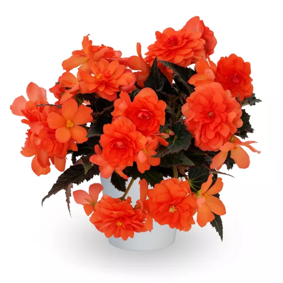 iCandy™ Sweet Coral