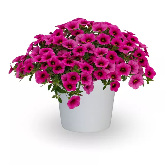 Cabrio™ Dark Pink