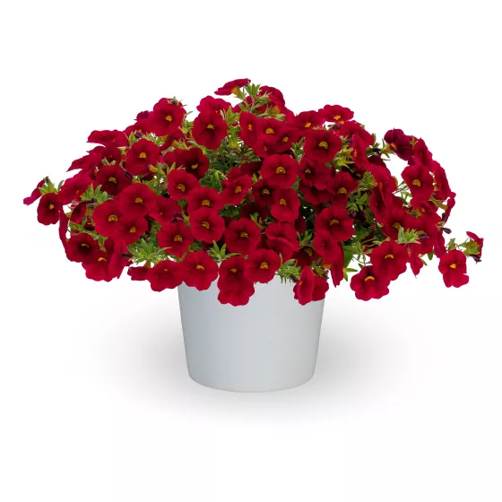 Callie® Dark Red Imp.