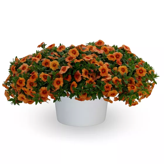 Callie® Apricot Imp.