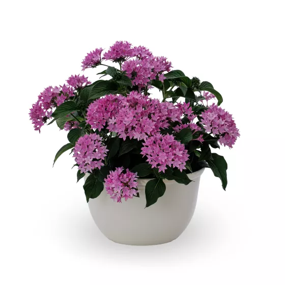 Starcluster™ Cascade Lavender
