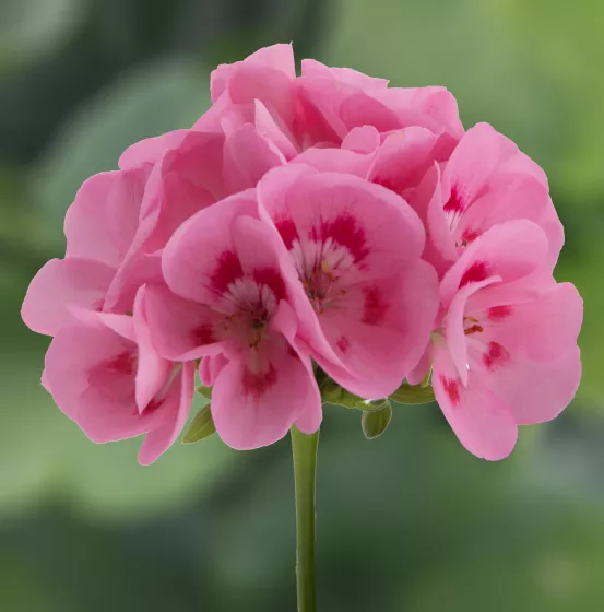 Pretty Little™ Sweet Pink