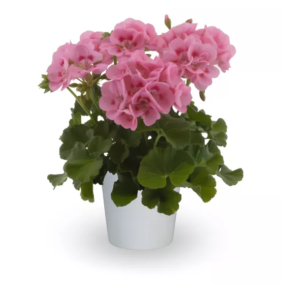 Pretty Little™ Sweet Pink