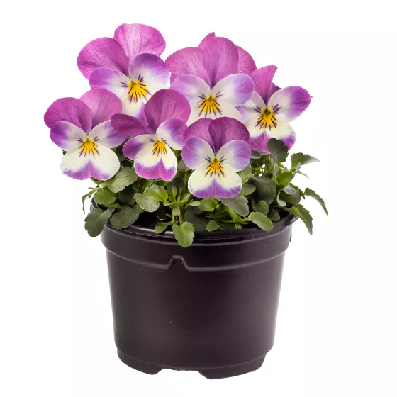 Penny™ Pro Deep Pink with Face