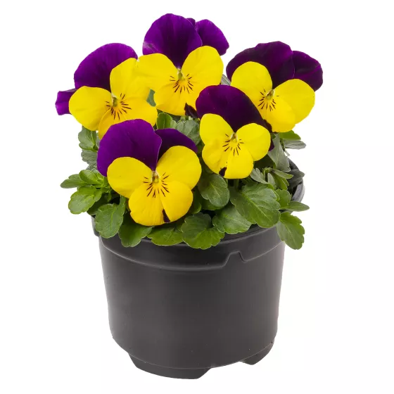 Penny™ Pro Yellow Jump Up Imp.