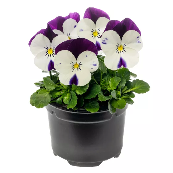 Penny™ Pro White Jump Up