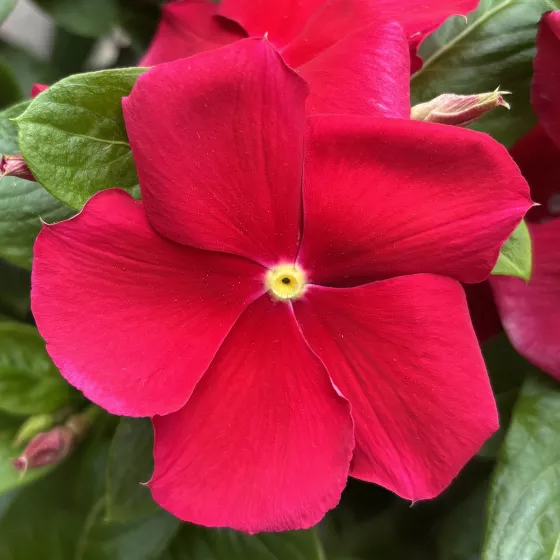 Nirvana® XDR Mega Red