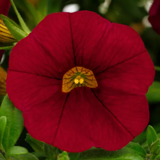 Callie® Dark Red Imp.