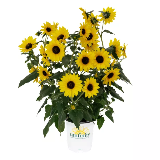 Sunfinity® Yellow Dark Center Imp
