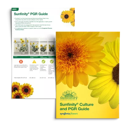 Sunfinity Culture