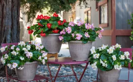 A display of Tophat interspecific begonia in Pink Bicolor, Scarlet, Pink and White varieties in a natural setting at Gilroy, CA.