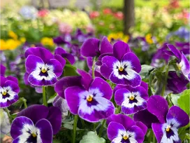 penny-pro-viola-violet-face