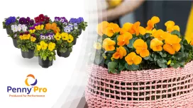 penny-pro-viola-brand