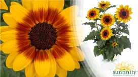 sunfinity-sunflower-brand