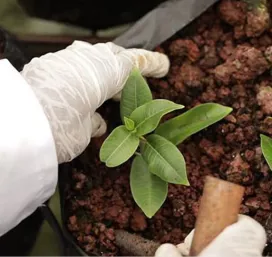 Kenya Cuttings