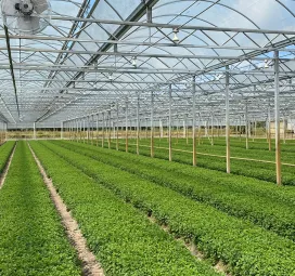 Alva Florida