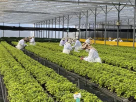 Guatemala Farm