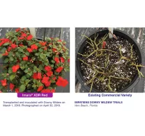 imara-xdr-impatiens-red-competitor