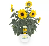sunfinity-sunflower