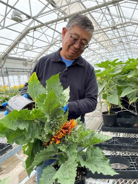 Shifeng Sunflower Breeding