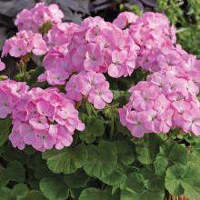 multibloom1.jpg