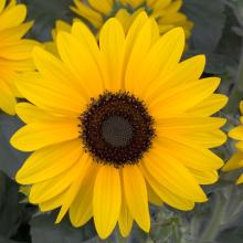 screen_ppt_jpg-sunfinity_yellow_dark_center_70052829_1.jpg