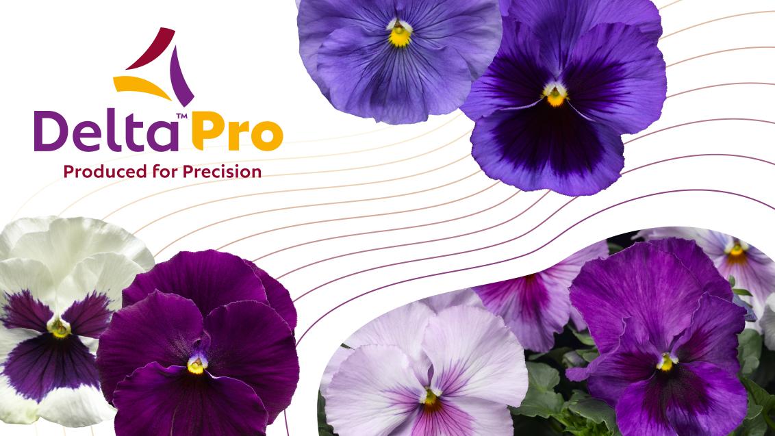 Delta Pro Pansy