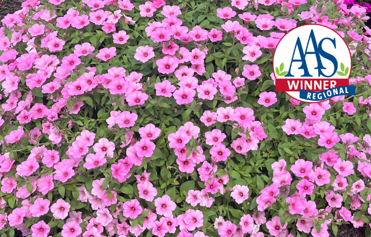 website_header_dekko_maxx_pink_3.png