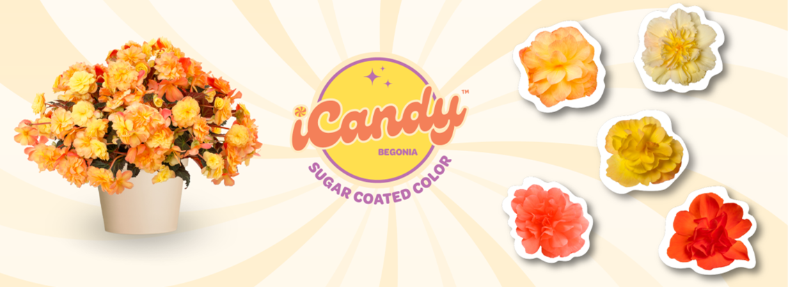 icansy-begonia-brand-highlight