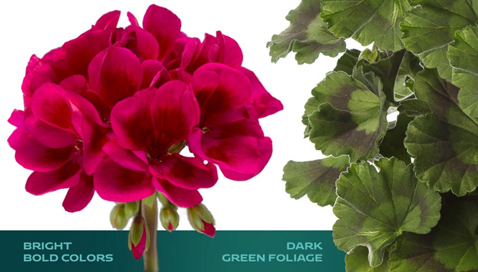 mojo-geranium-pink