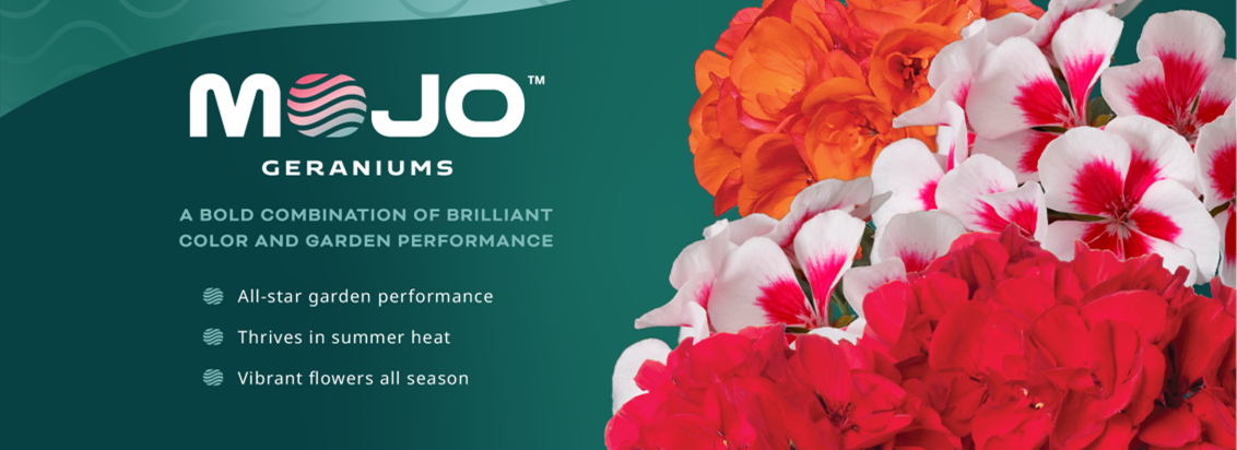 mojo-geraniums-brand-highlights