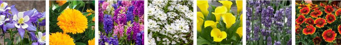 thinkplants perennials