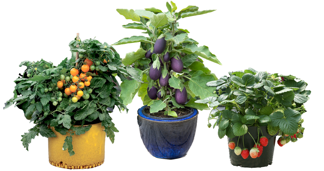 Vegetalis