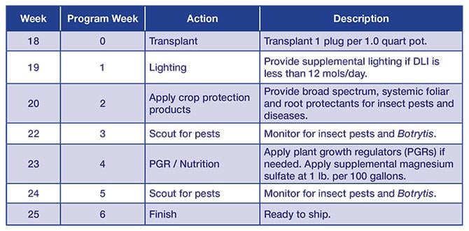BeeBright Chart